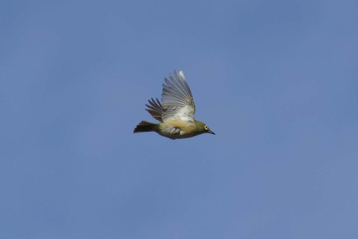 メジロ - ML647202258