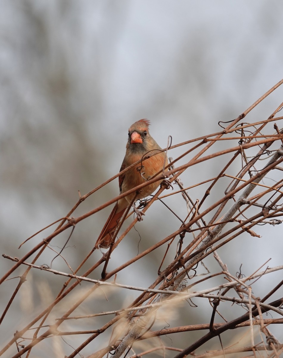 Northern Cardinal - ML647202260