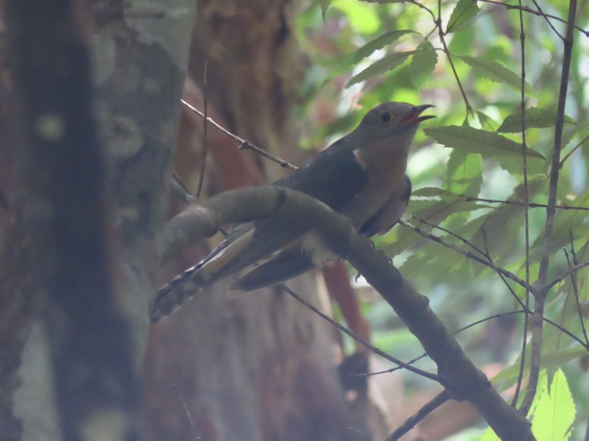 Fan-tailed Cuckoo - ML647202261