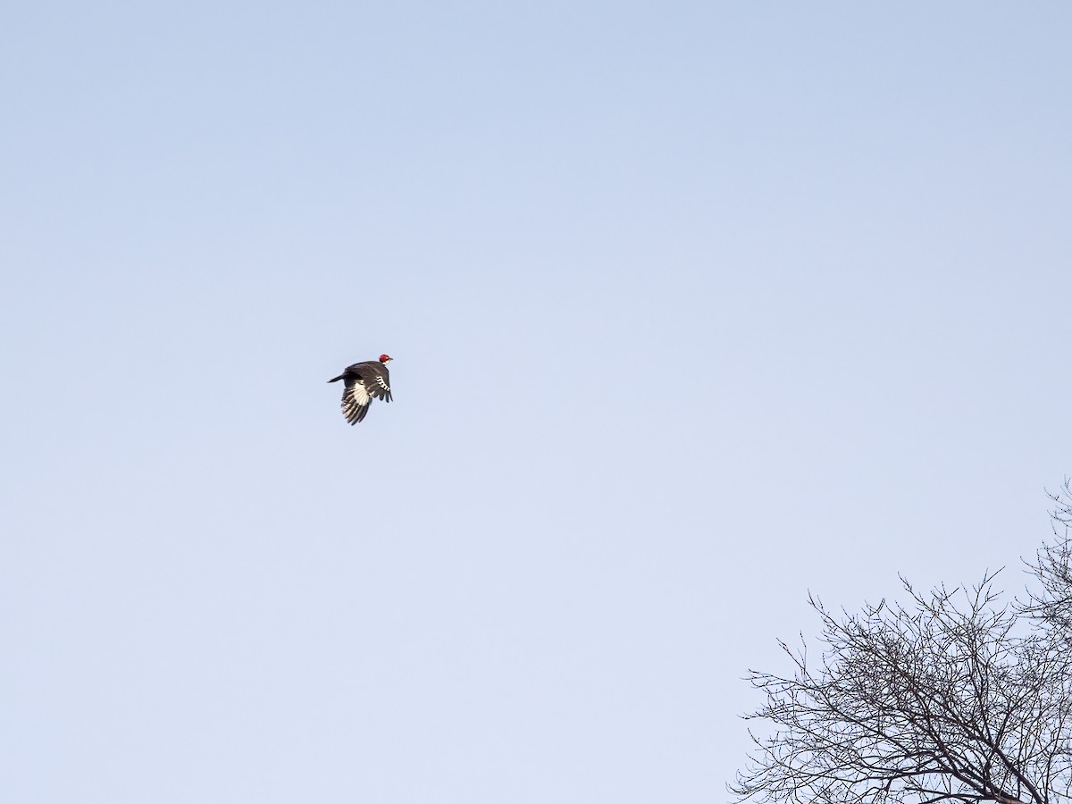 Pileated Woodpecker - ML647202263