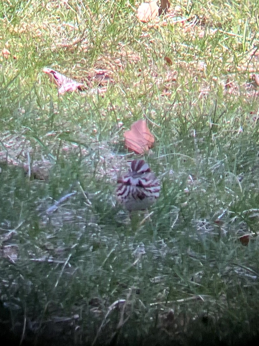 Song Sparrow - ML647202264