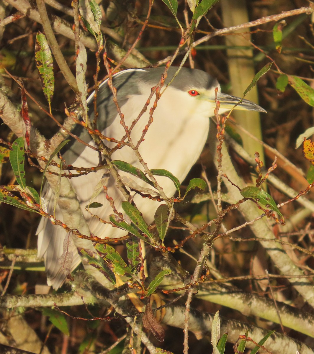 Black-crowned Night Heron - ML647202265