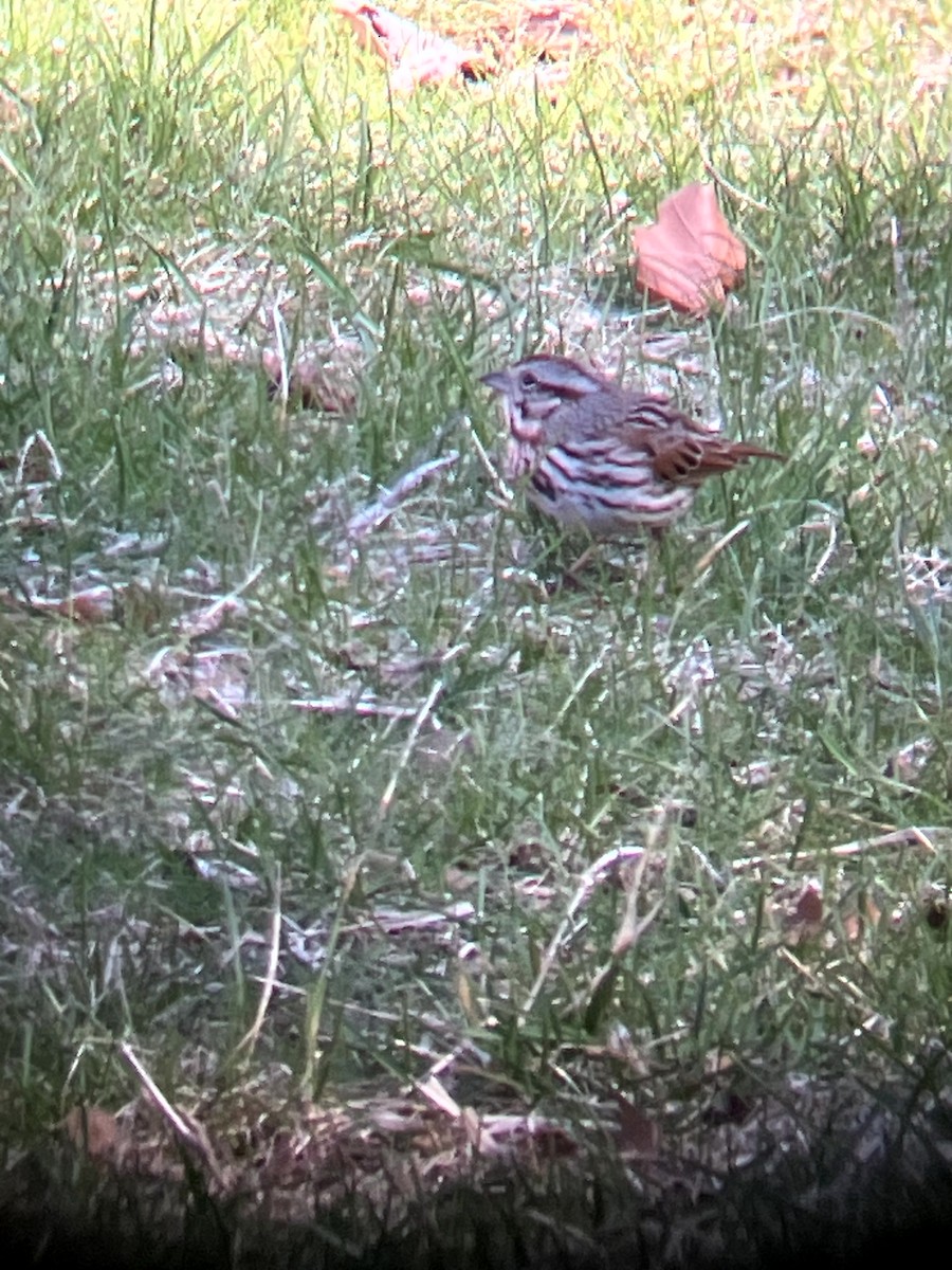 Song Sparrow - ML647202266