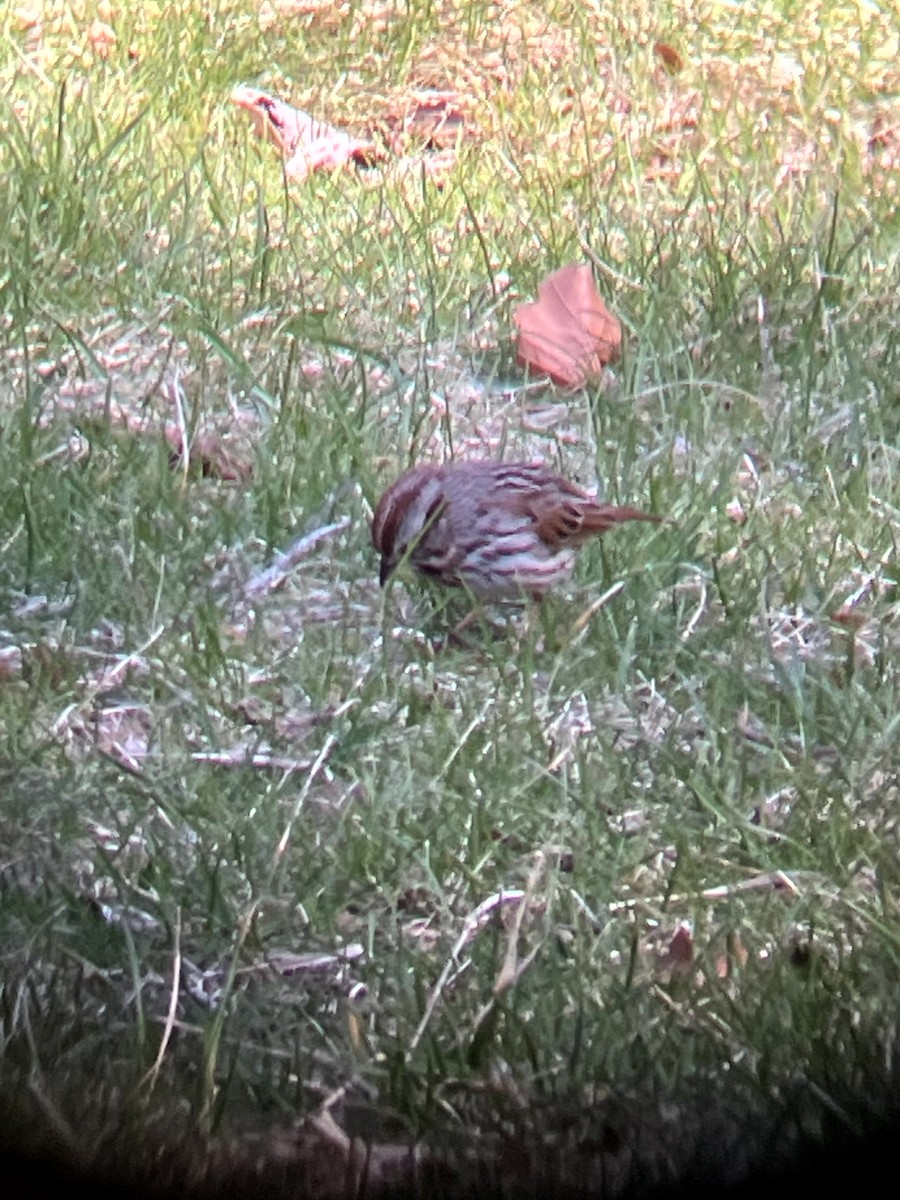 Song Sparrow - ML647202268