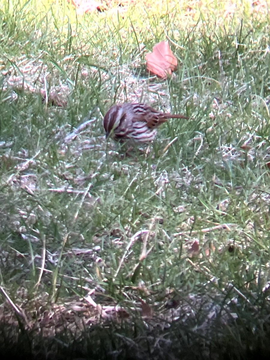 Song Sparrow - ML647202269