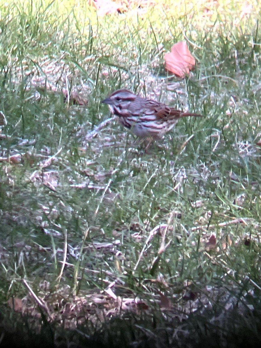 Song Sparrow - ML647202270