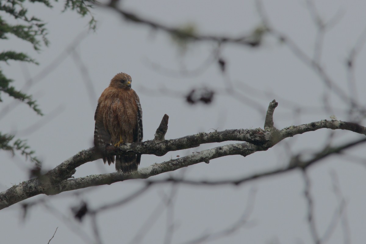 Red-shouldered Hawk - ML647202272