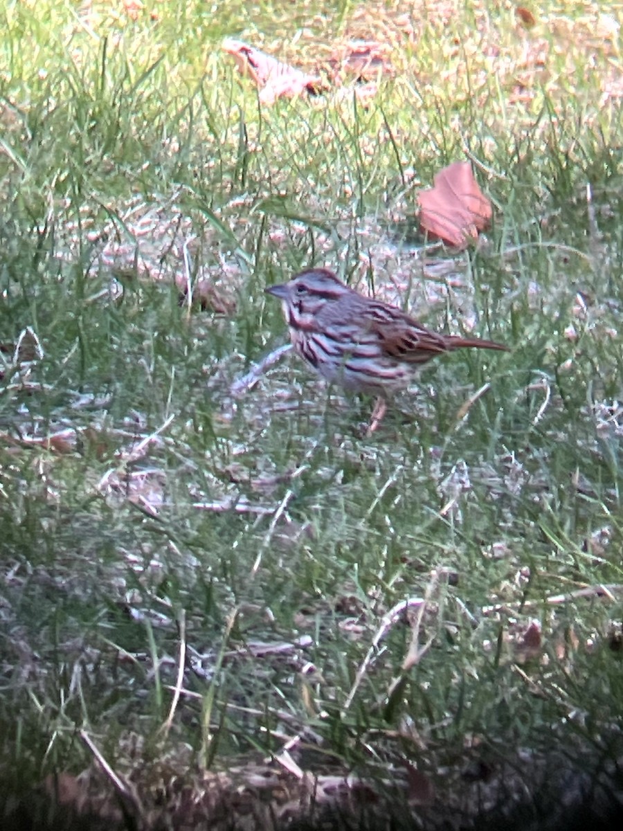 Song Sparrow - ML647202273