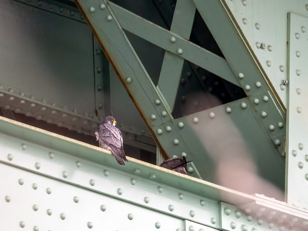 Peregrine Falcon - ML647202274