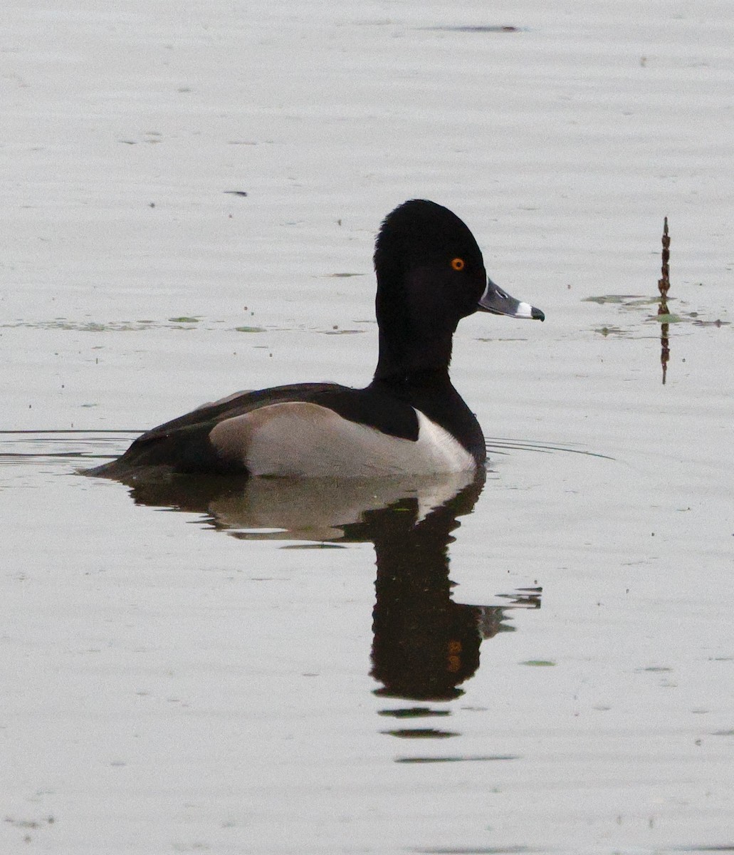 Ring-necked Duck - ML647202275