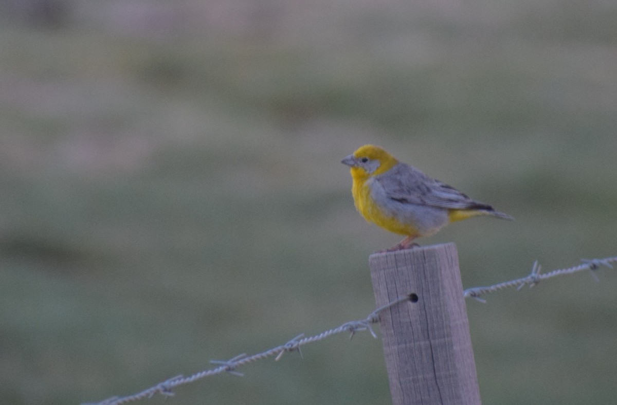 Bright-rumped Yellow-Finch - ML647202276