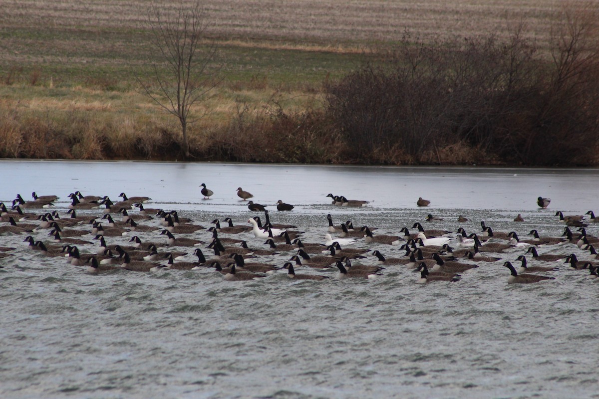 Snow Goose - ML647202277