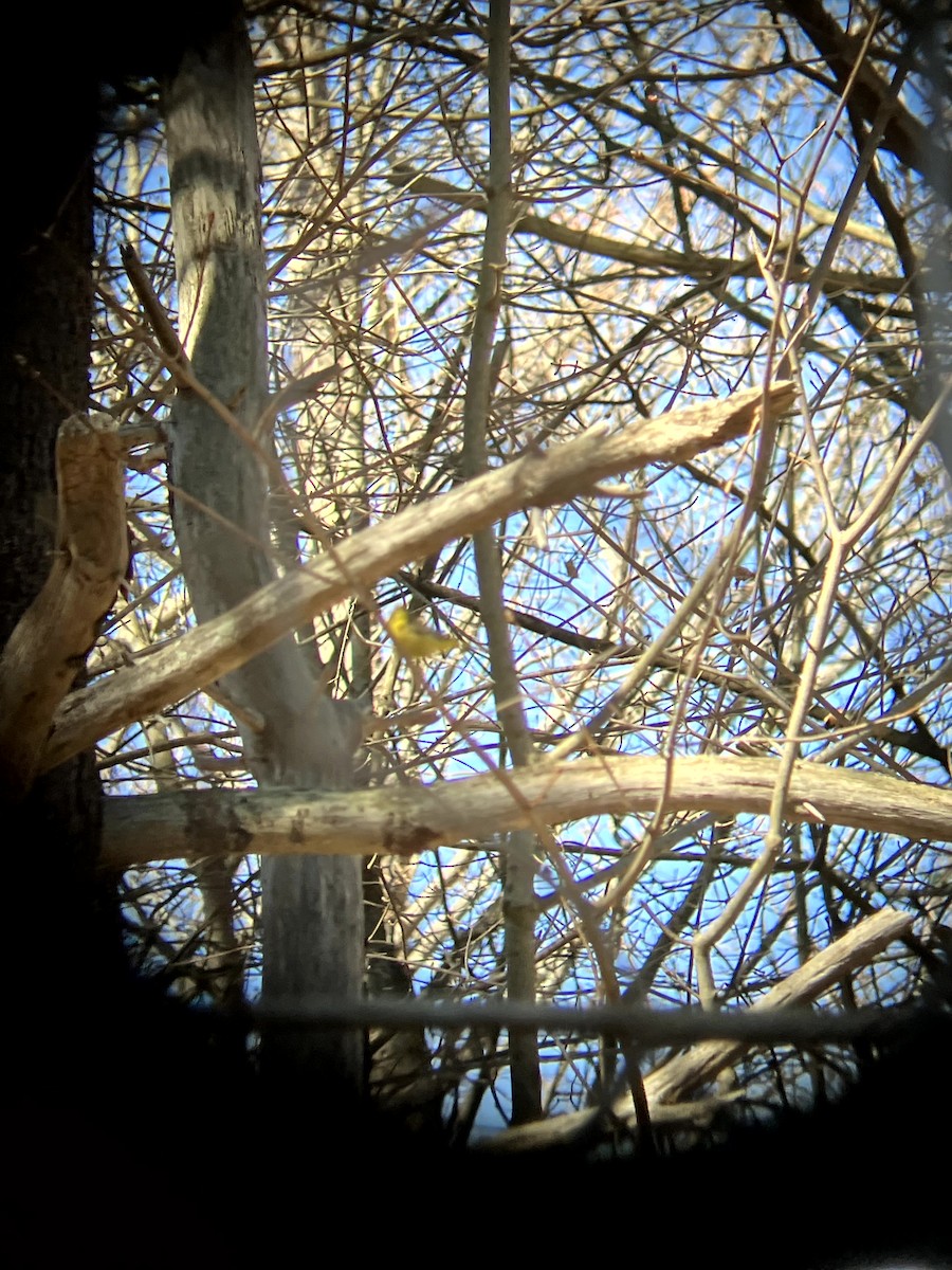 Palm Warbler - ML647202278