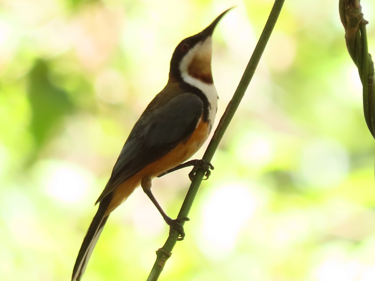 Eastern Spinebill - ML647202280
