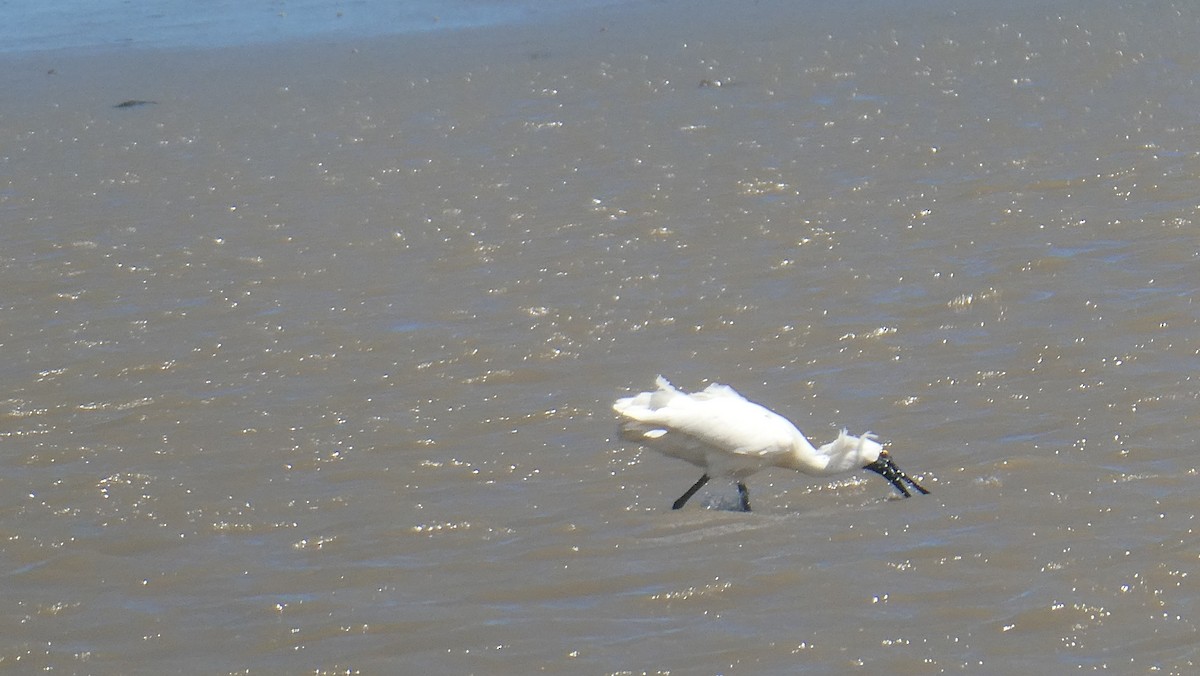 Royal Spoonbill - ML647202281