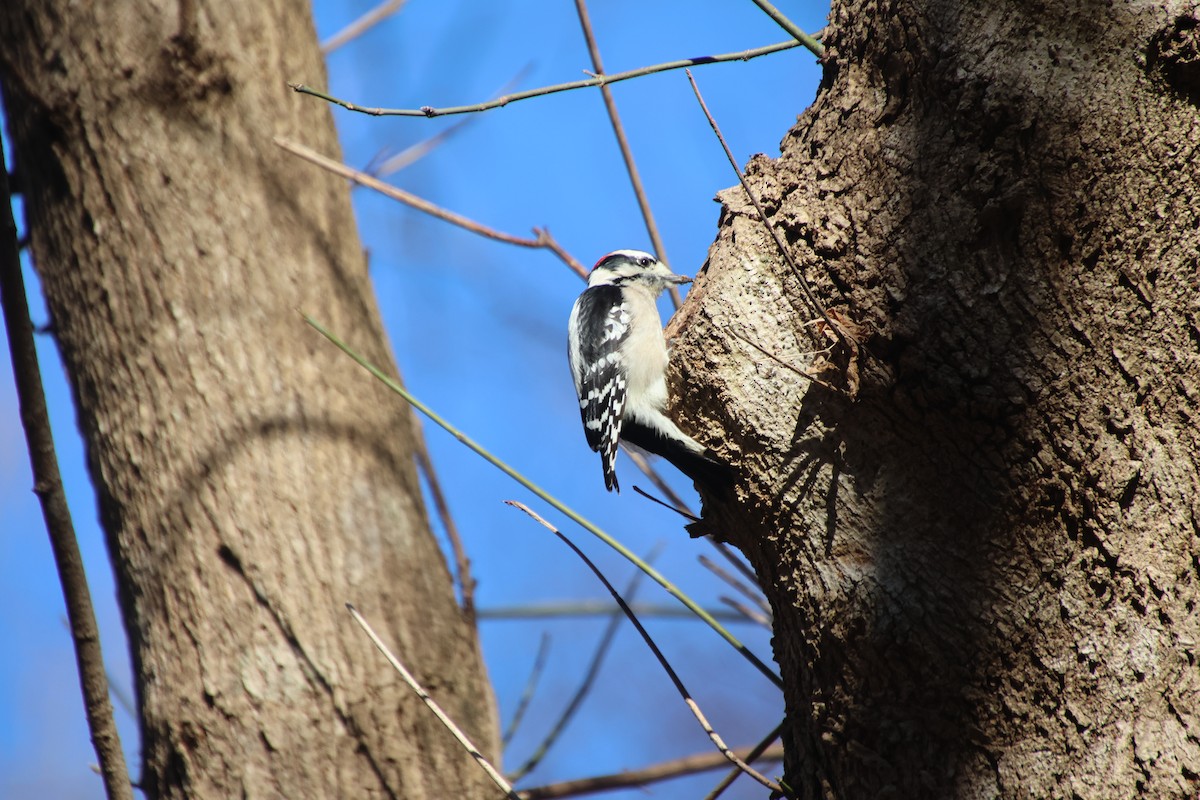 Downy Woodpecker - ML647202282