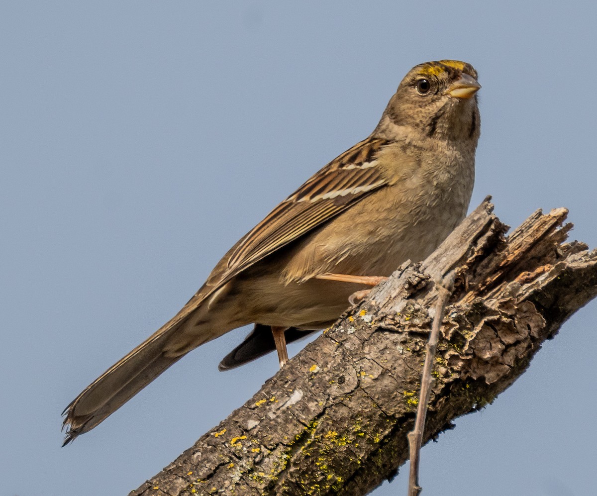 Golden-crowned Sparrow - ML647202283