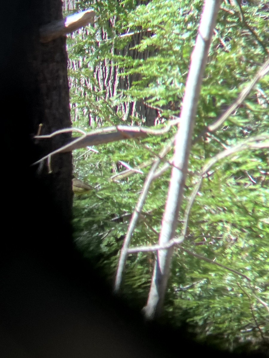 Palm Warbler - ML647202284