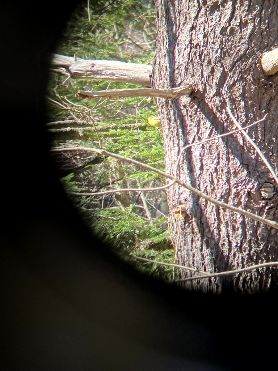 Palm Warbler - ML647202285