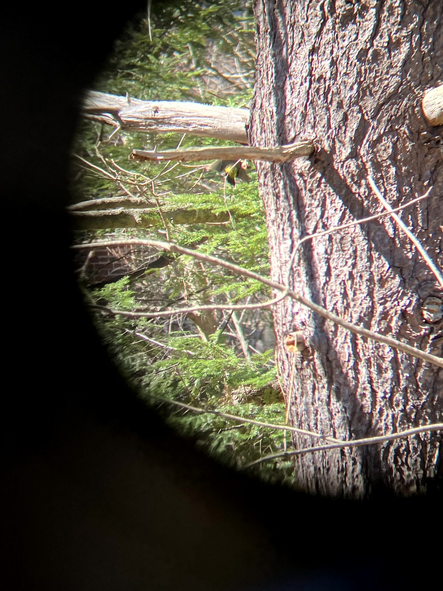 Palm Warbler - ML647202287