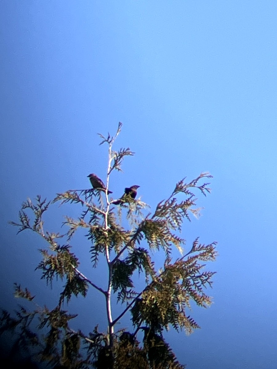 Brown-headed Cowbird - ML647202288