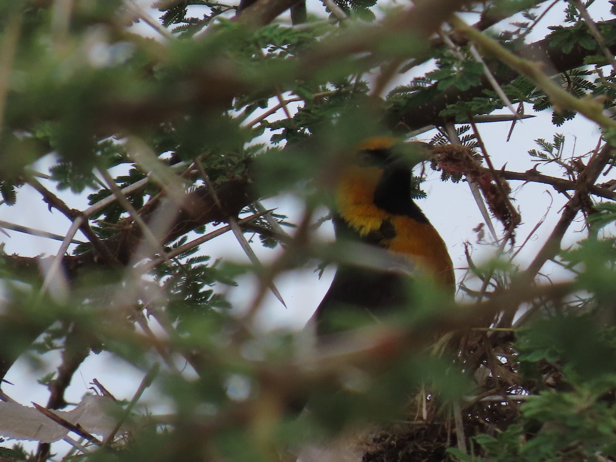 Black-necked Weaver - ML647202289