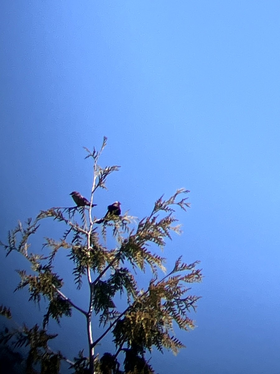 Brown-headed Cowbird - ML647202290