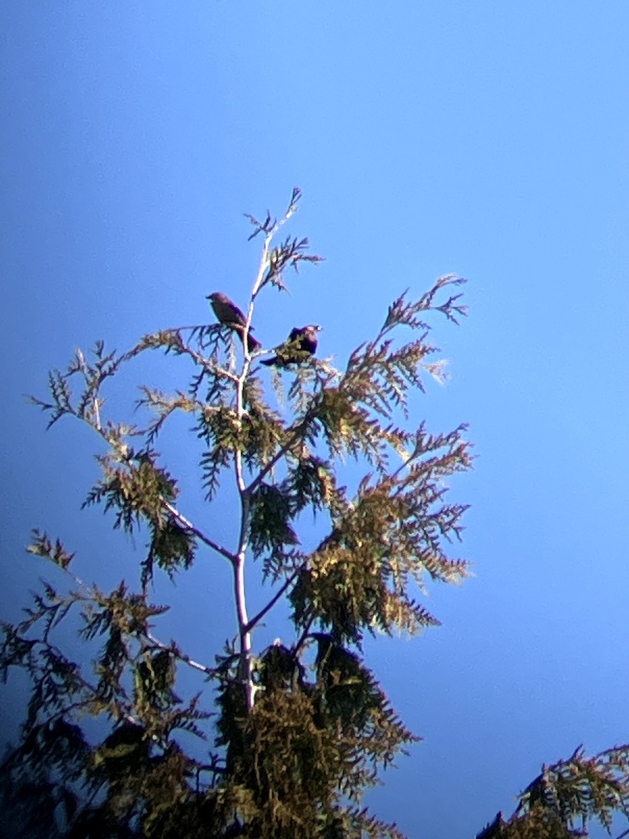 Brown-headed Cowbird - ML647202296