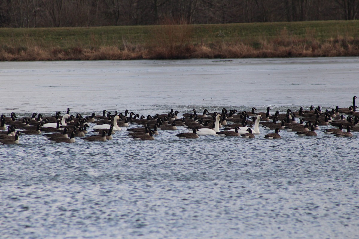 Barnacla Canadiense Grande - ML647202313