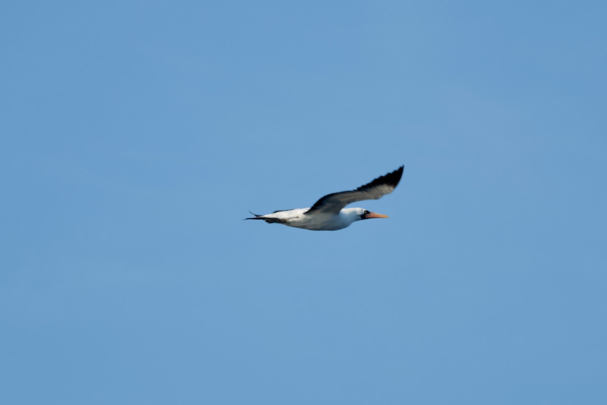 terej tichomořský - ML647202315