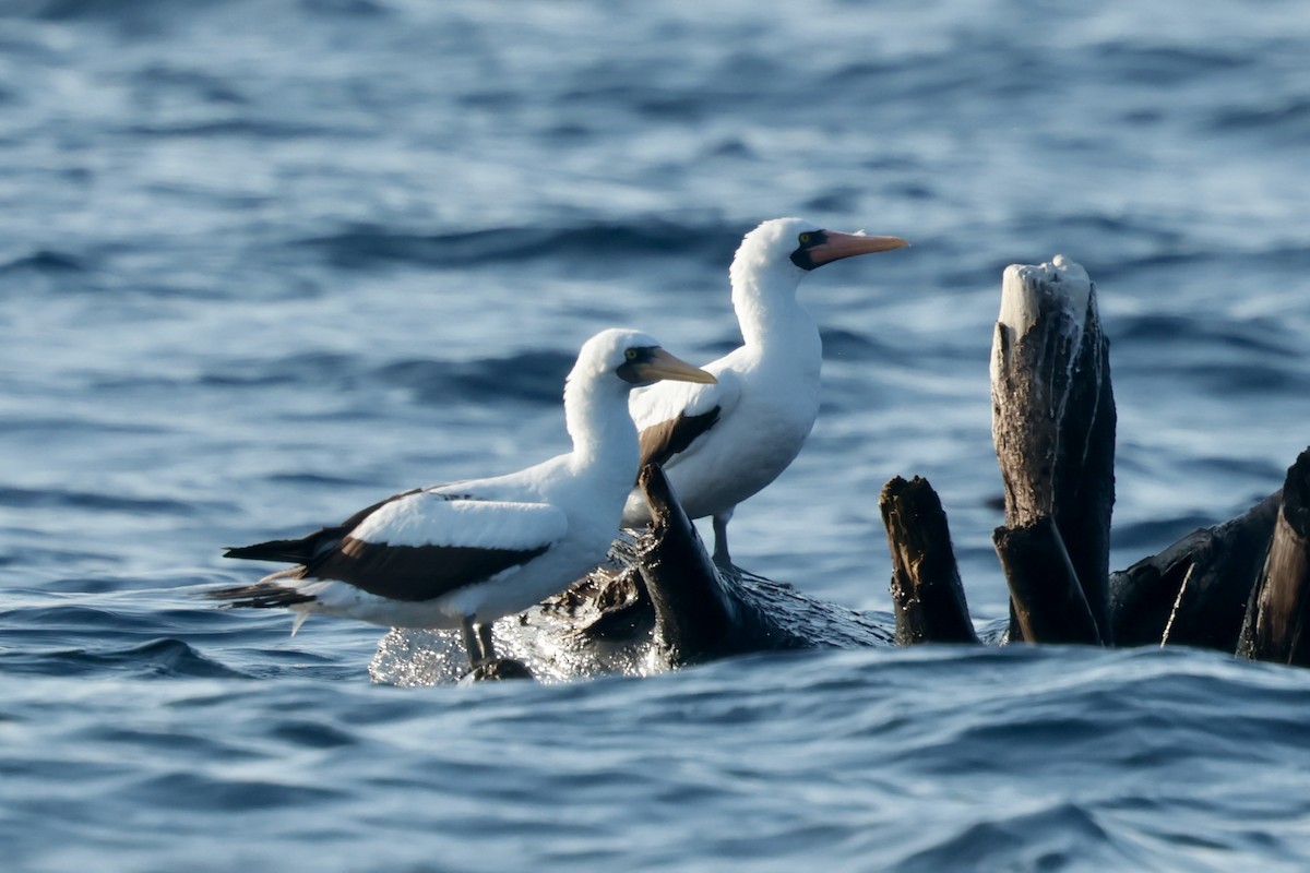 terej tichomořský - ML647202316