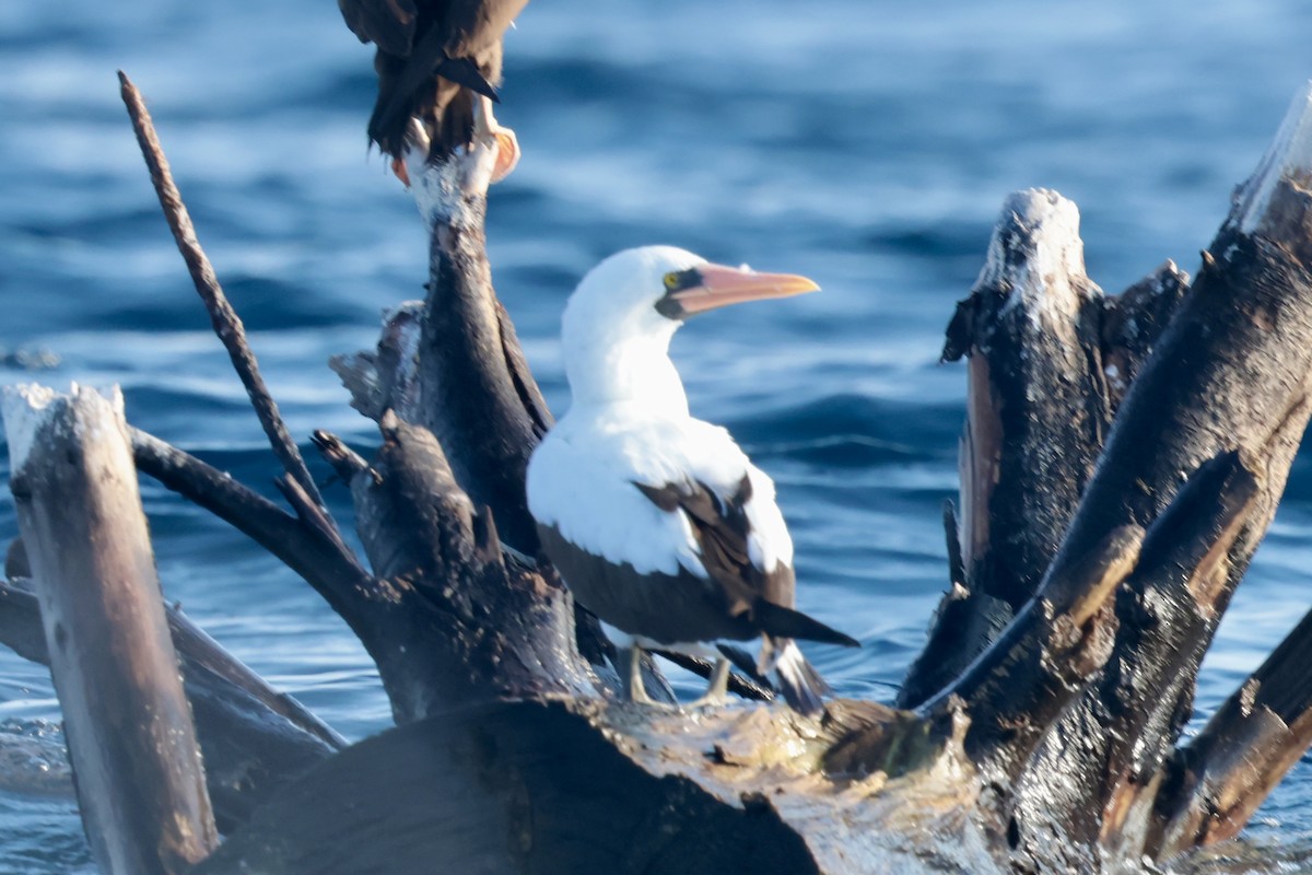 terej tichomořský - ML647202317