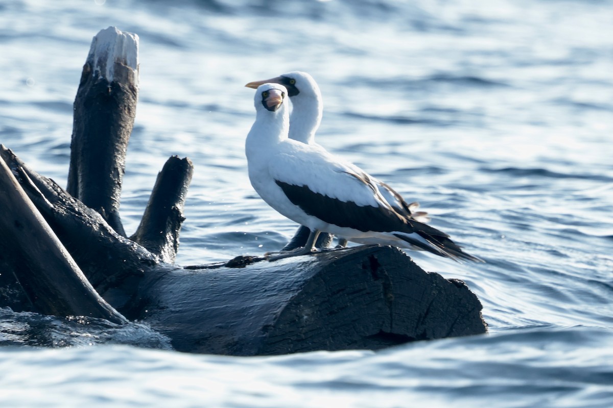 terej tichomořský - ML647202318