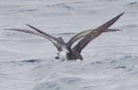 Wedge-rumped Storm-Petrel - ML647202329