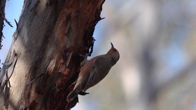 Rufous Treecreeper - ML647202330