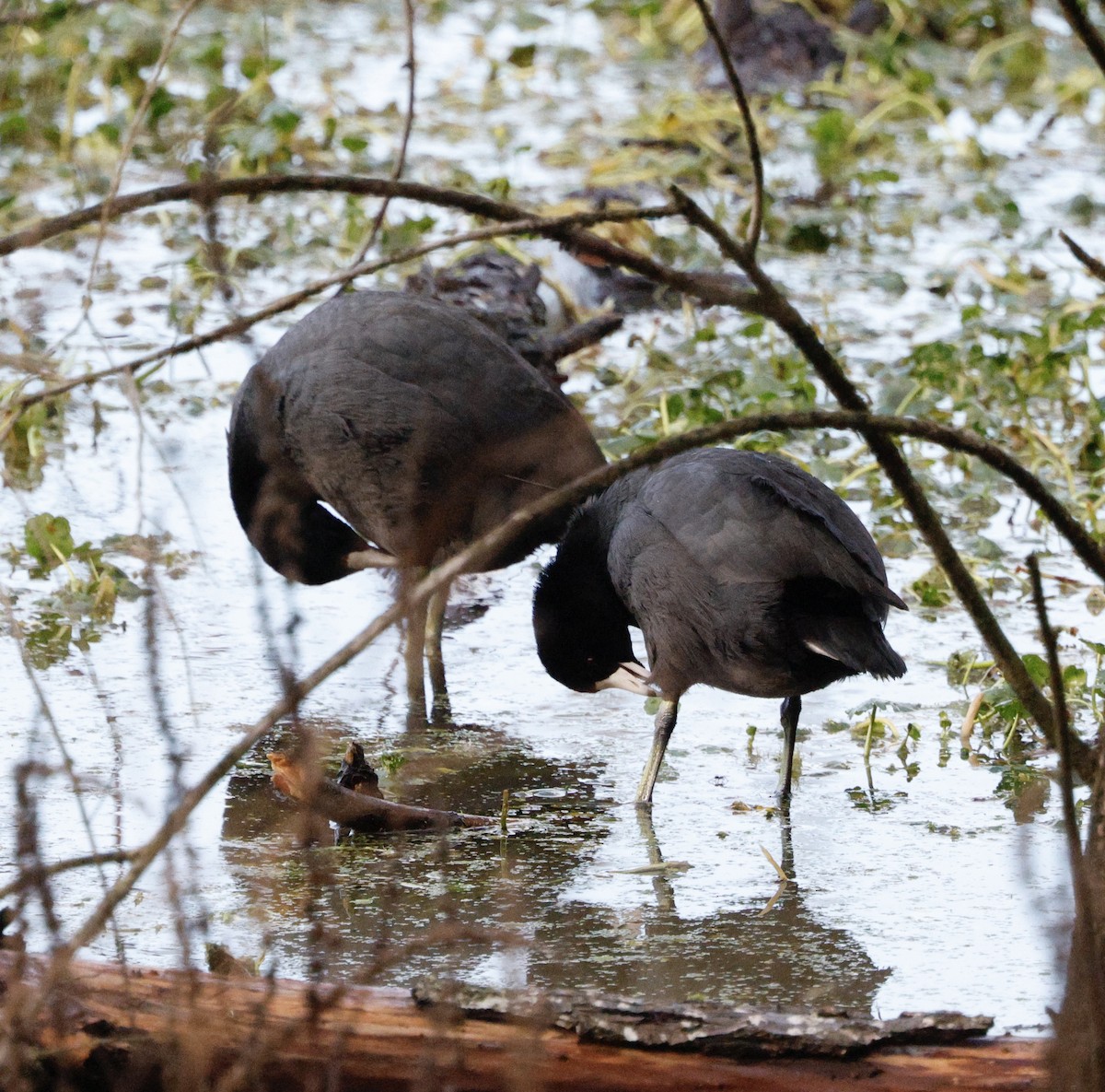 Kopetazuri amerikarra - ML647202334