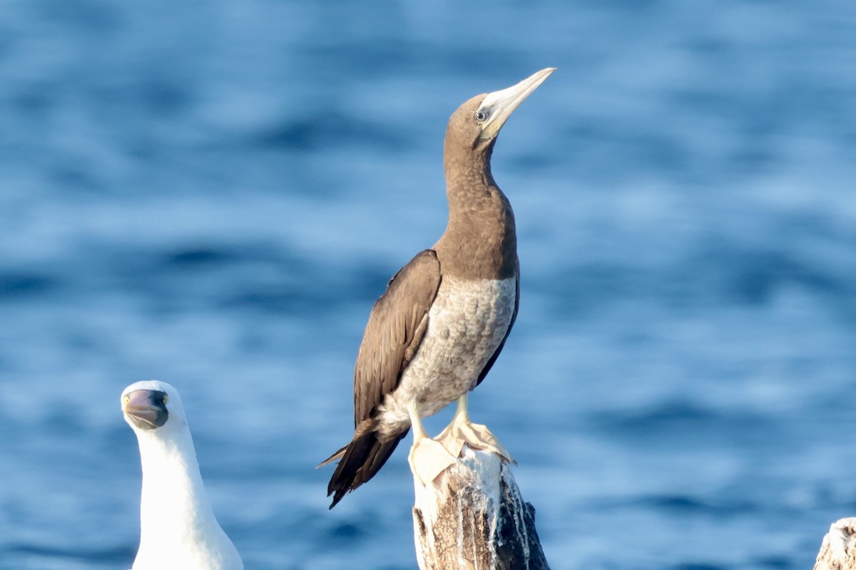 Cocos Booby - ML647202342