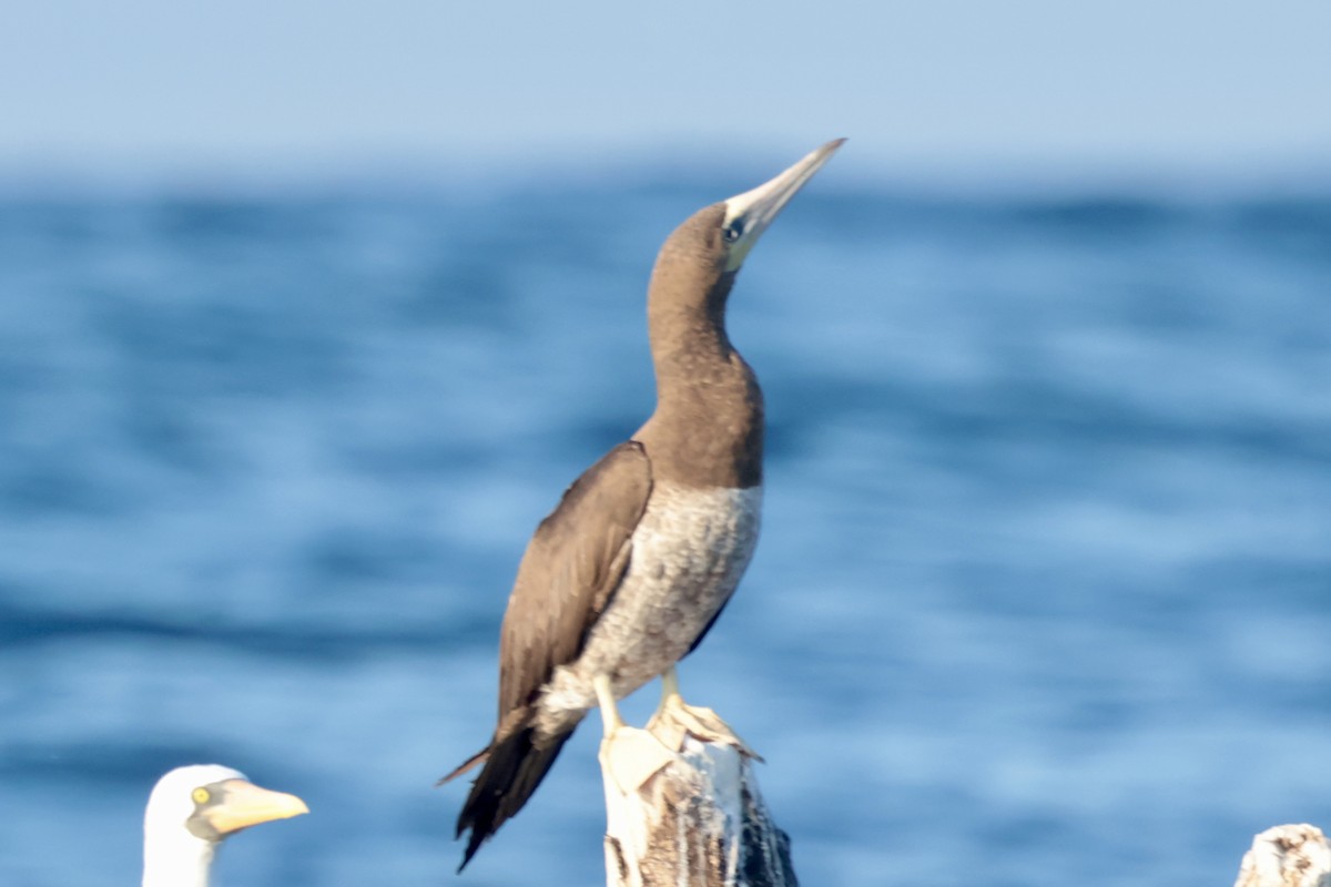 Cocos Booby - ML647202343