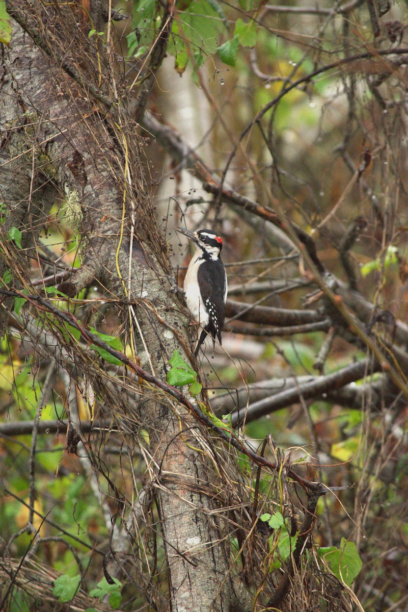 Hairy Woodpecker - ML647202351