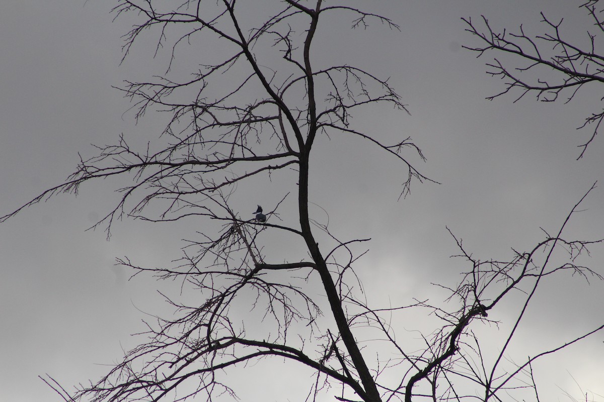 Belted Kingfisher - ML647202368