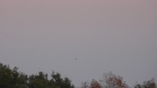 Lesser Nighthawk - ML647202369