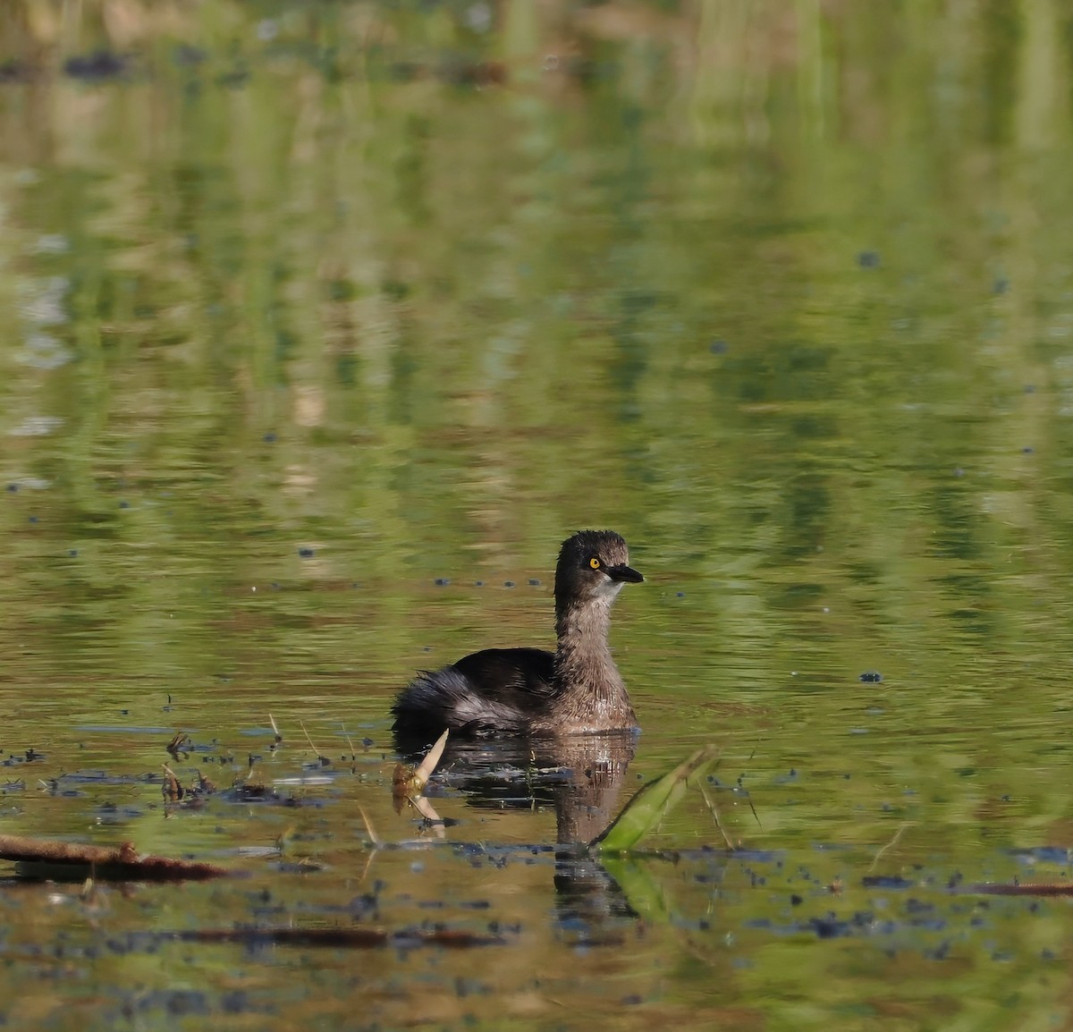 Least Grebe - ML647202395