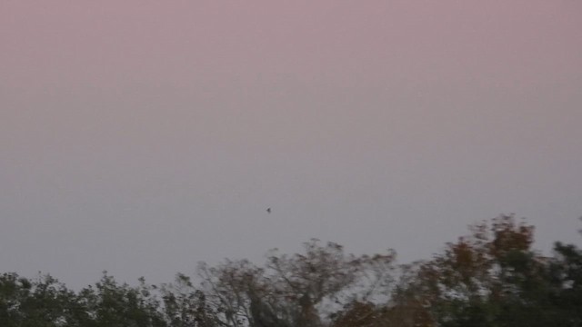 Lesser Nighthawk - ML647202431