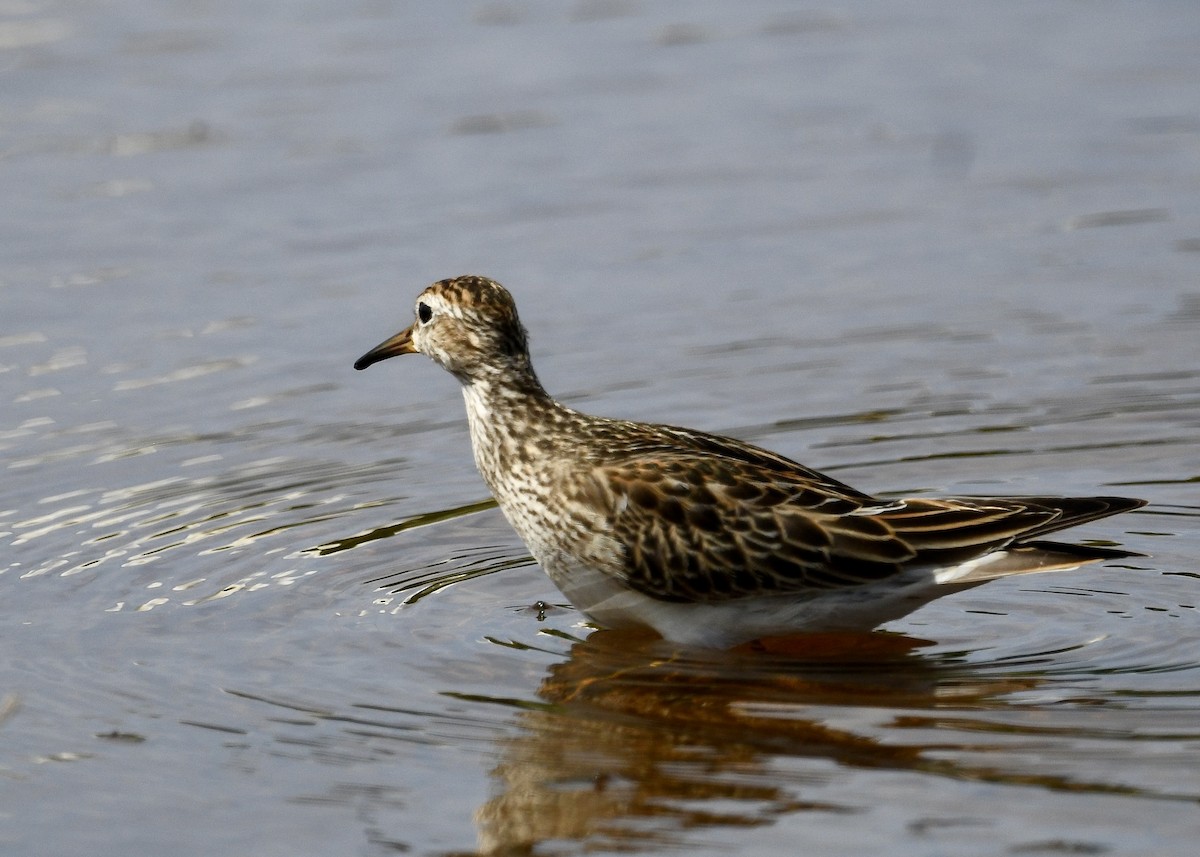 Побережник арктичний - ML647202432