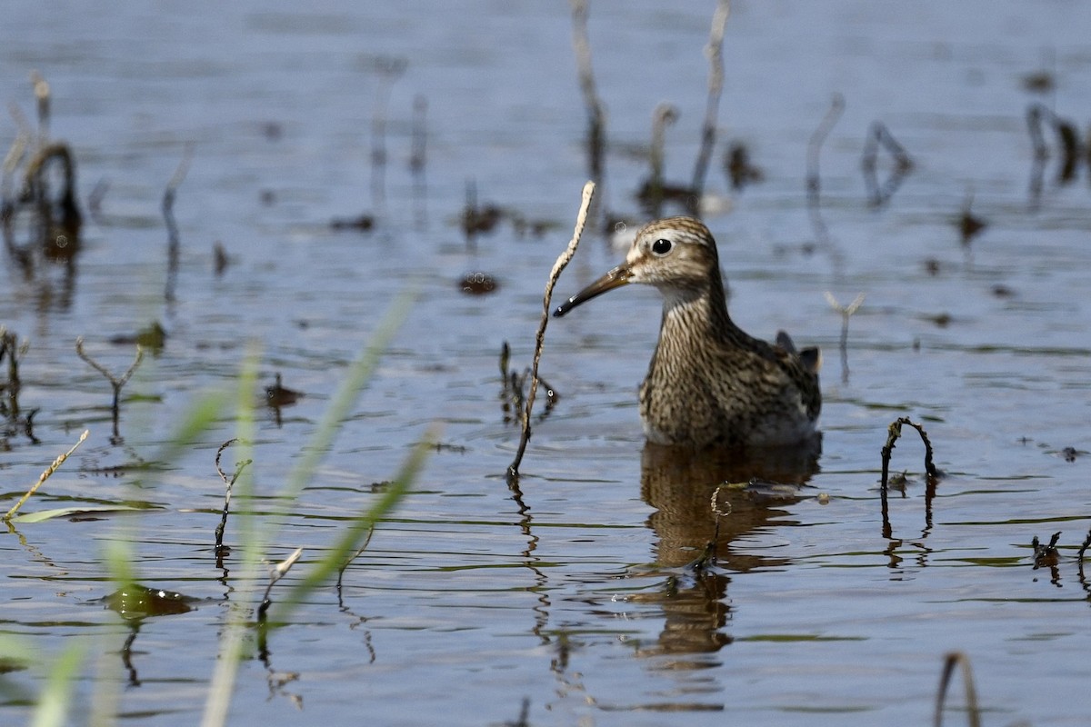 Побережник арктичний - ML647202440