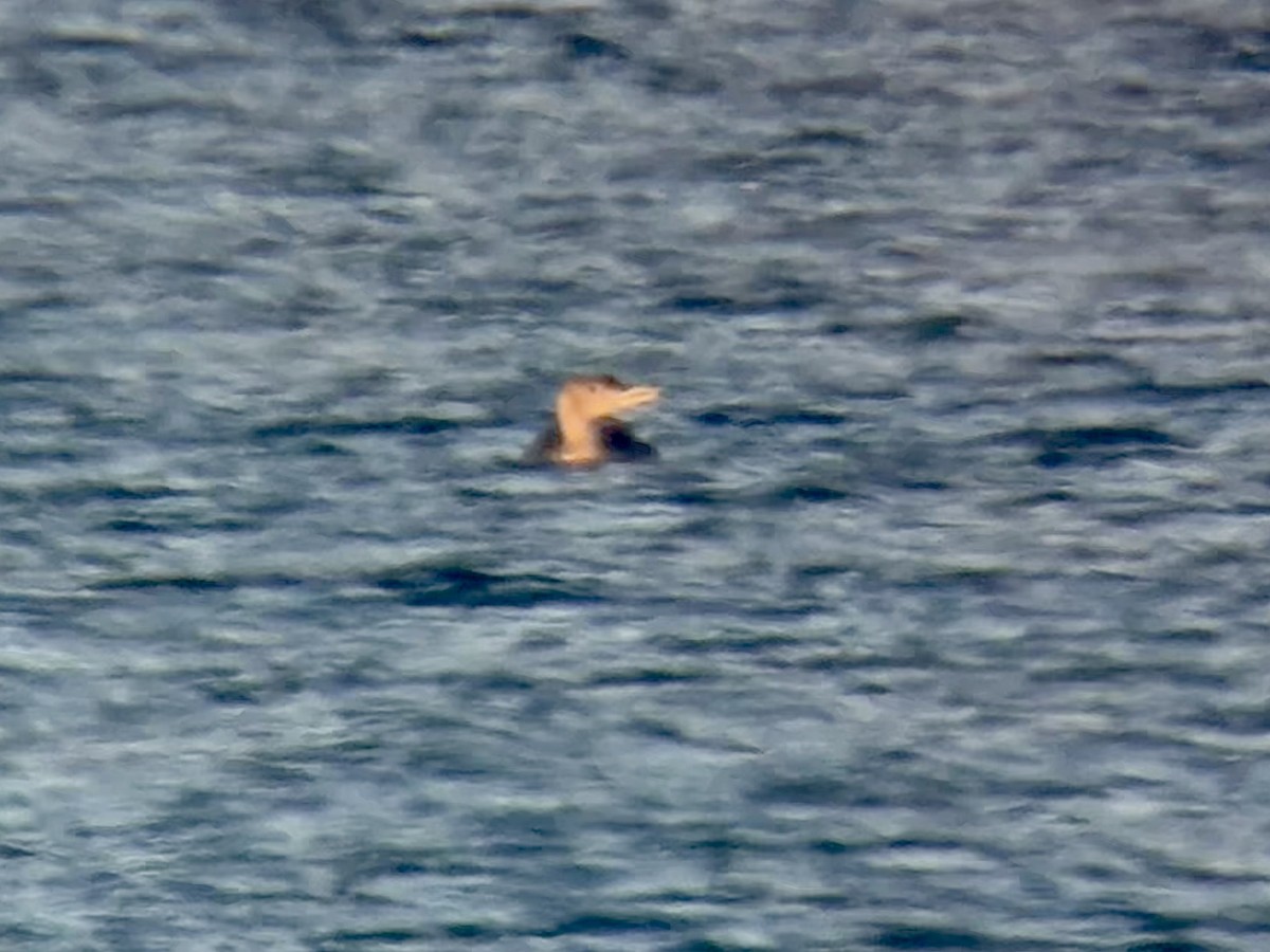 Strolaga beccogiallo - ML647202441