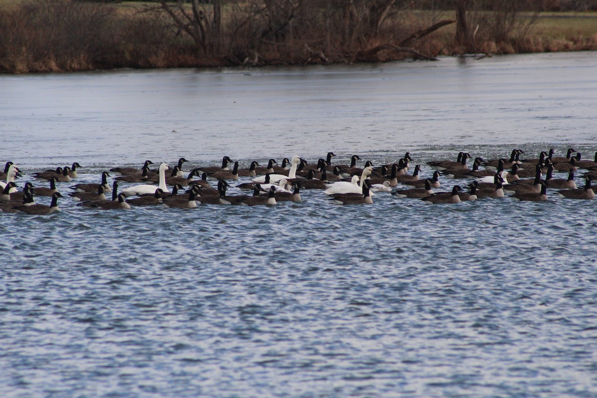 Snow Goose - ML647202443