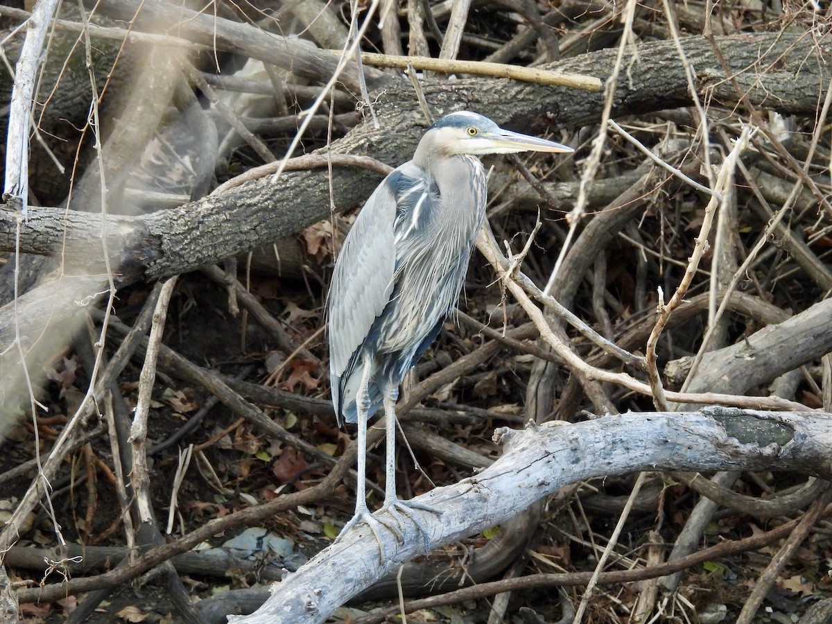 Great Blue Heron - ML647202447