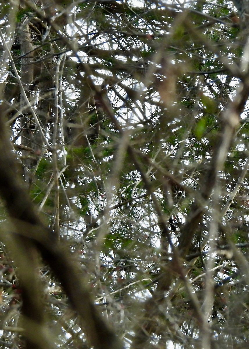 Great Horned Owl - ML647202458