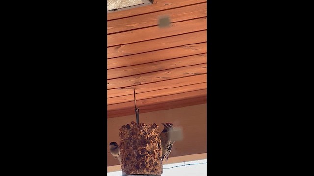 נקר צהוב-בטן - ML647202464